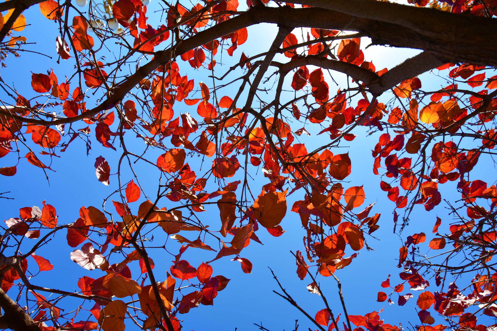 火红的丁香树,原创拍摄