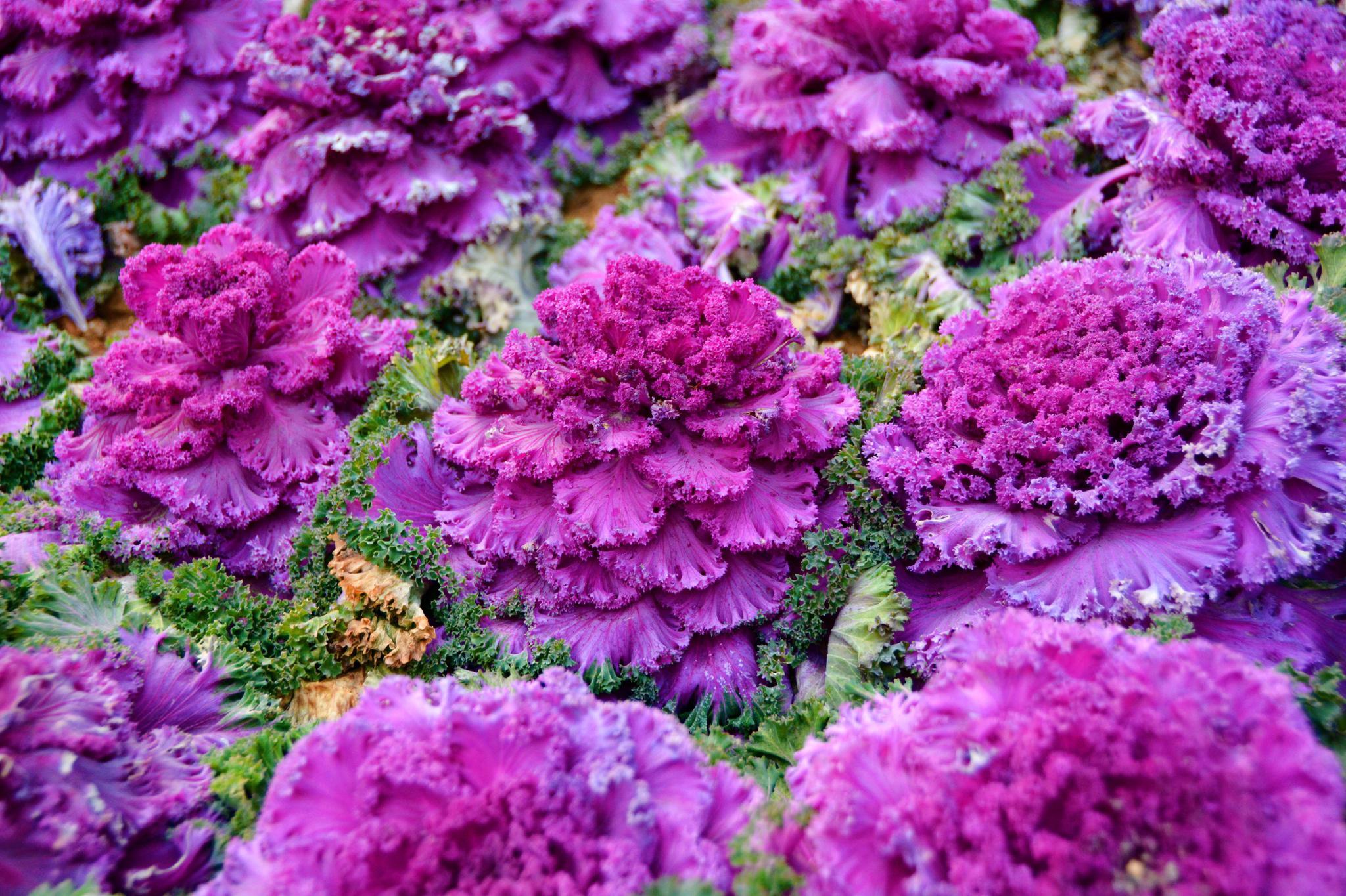 紫甘蓝花的养护图片