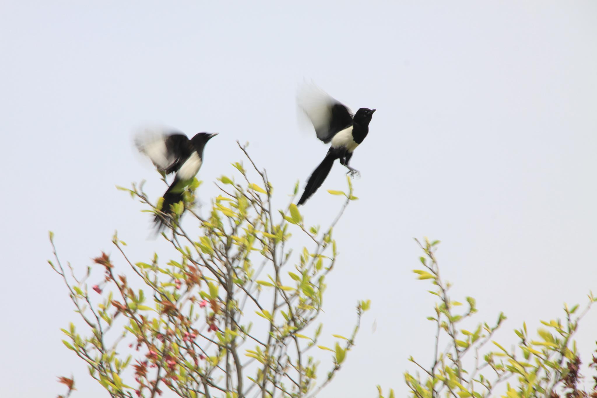 喜鹊站枝头_高清图集_新浪网