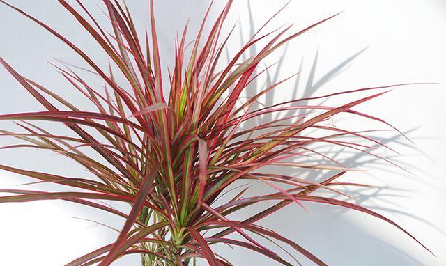 叶片色彩丰富的千年木,好看又好养,冬季防寒是养护重点