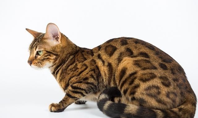 一组身上布满斑点的猫咪,花纹看着有点"吓人",但长相可爱