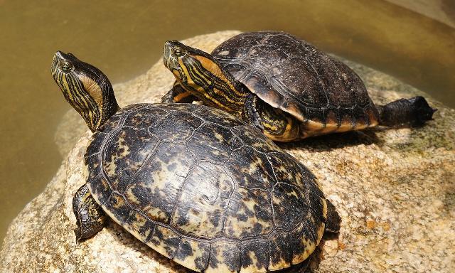 乌龟的肉体如果离开龟壳,它能活多久,真相让人意外!|乌龟|龟壳|肉体_新浪新闻