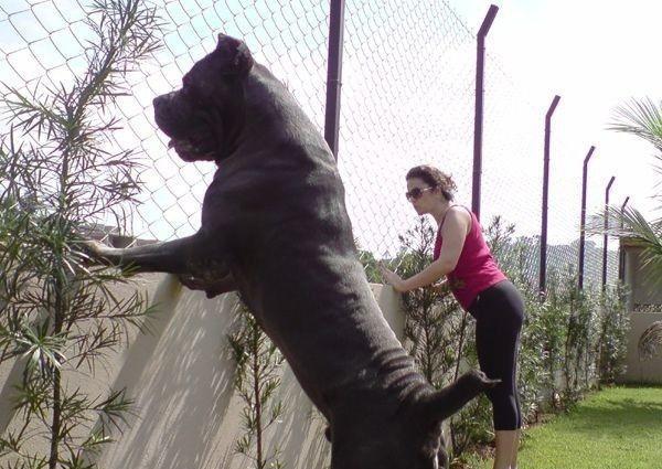护卫猛犬榜中榜，不仅要有颜值，更重要的是实力__财经头条