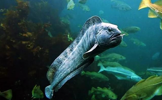 20米浅海遭遇狼鱼,一嘴尖牙咬碎海胆,却对人温柔