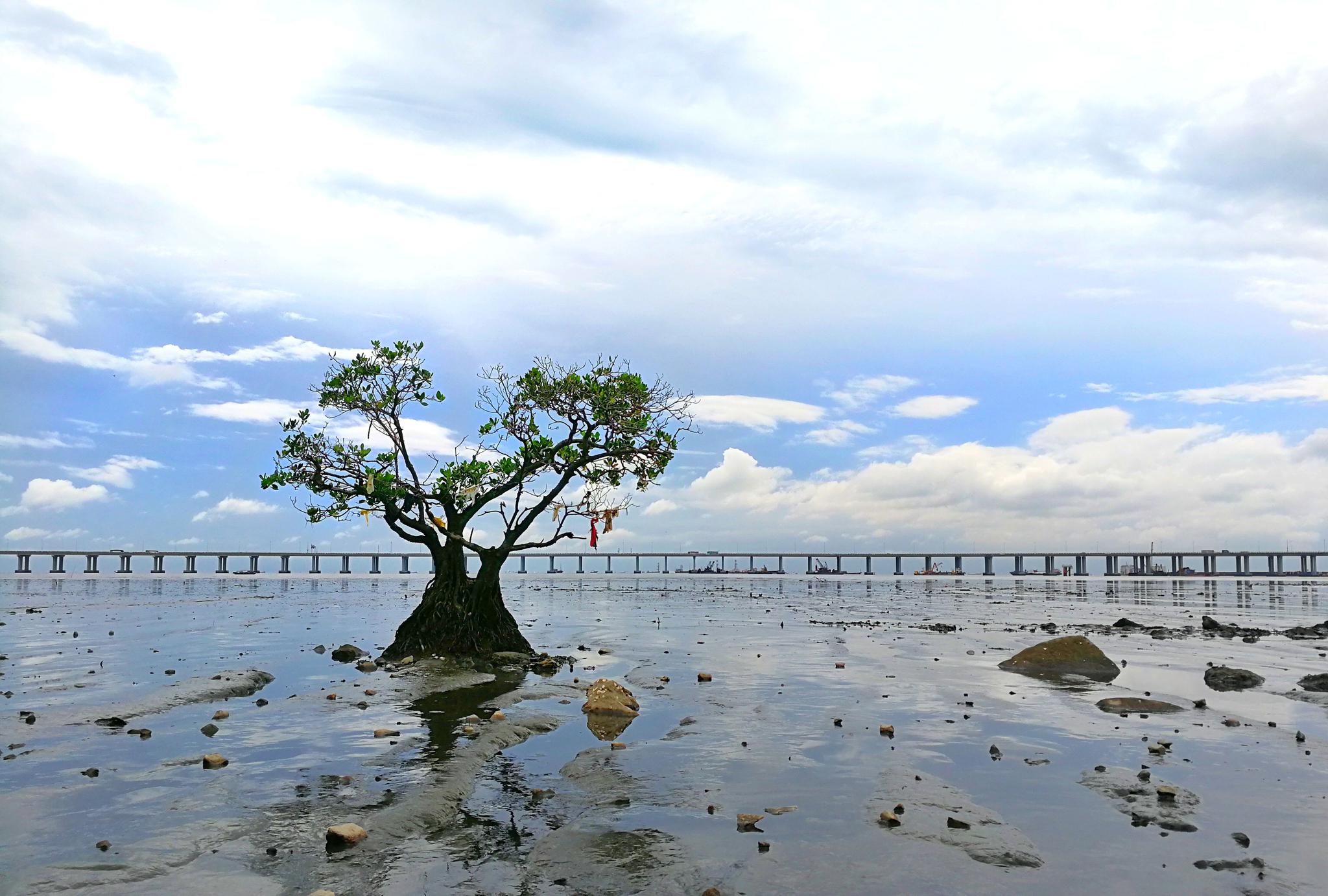 固戍—西湾红树林|西湾|游玩者|观海台_新浪新闻