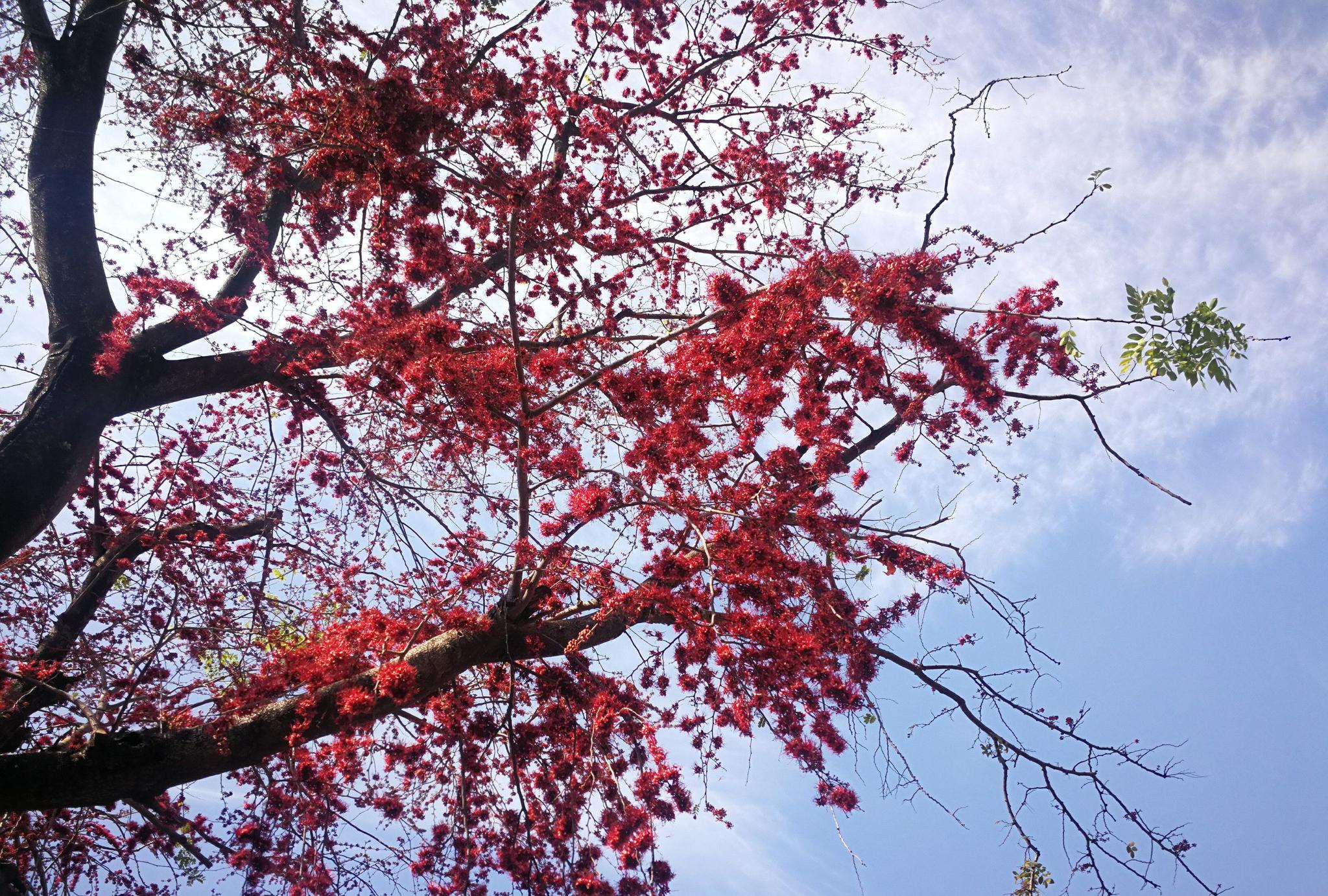 高手请留步！一起鉴定让人惊艳的柬埔寨火焰树