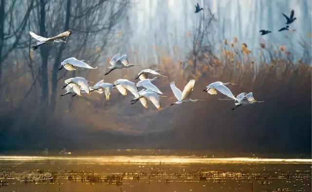 被主人放出来的家鹅欢呼雀跃跳入金色池塘,在大堤的另一面是黄河,咆哮