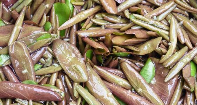 第二种:葛籼米,这种一看就像是珍珠的东西,吃起来滑滑的,感觉还有