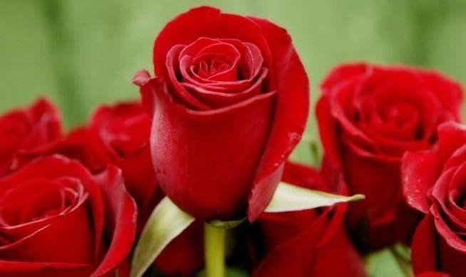 喜欢玫瑰 就试试 精品玫瑰 红玫瑰 花开红色似火 美艳优雅 玫瑰 红玫瑰 花开 新浪新闻