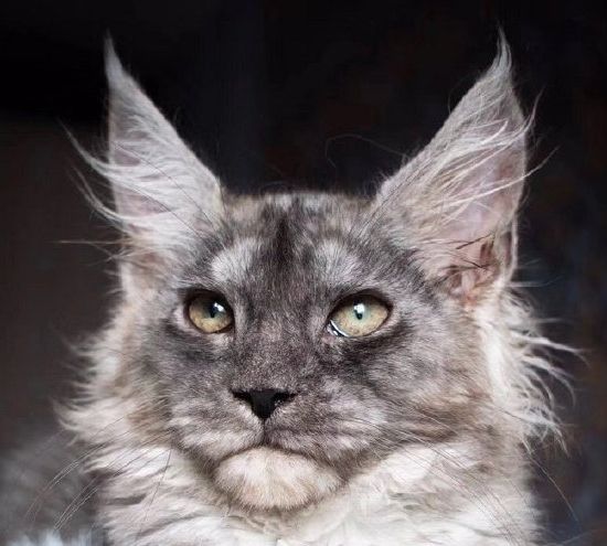 长相很霸气的缅因猫,一种十分可爱的宠物猫,绝对讨你喜欢_高清图集