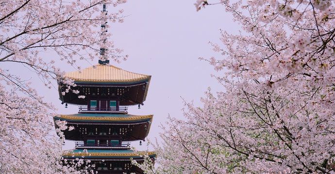 武汉 东湖磨山樱园位于磨 山南 麓,占地260亩有樱花树10000株.