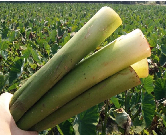 过去农民用来喂猪的芋头梗如今城里人抢着吃好吃又有营养