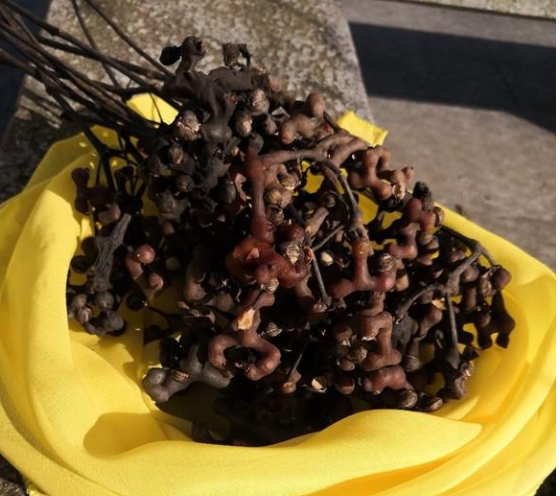 老人拿它泡酒, 孩子当零食, 如今却不多见, 卖上高价吃不起|鸡爪梨