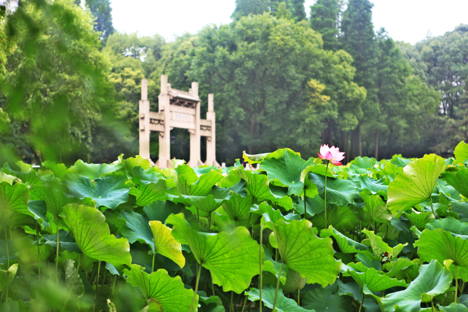 夏日的荷香 湖州吴兴飞英公园