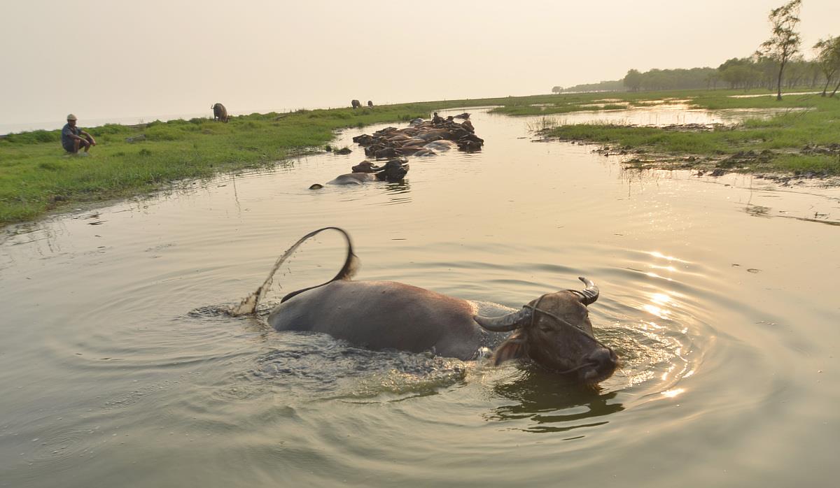 宁谧的苏德沼泽,潮水般奔涌的白耳水羚,一起来打卡