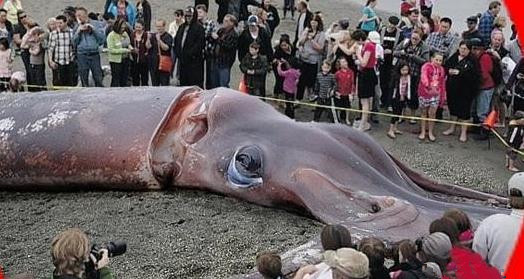 历史上,真实存在的9种洪荒巨怪,见过3个以上的没有|湄公河|洪荒|巨蛙