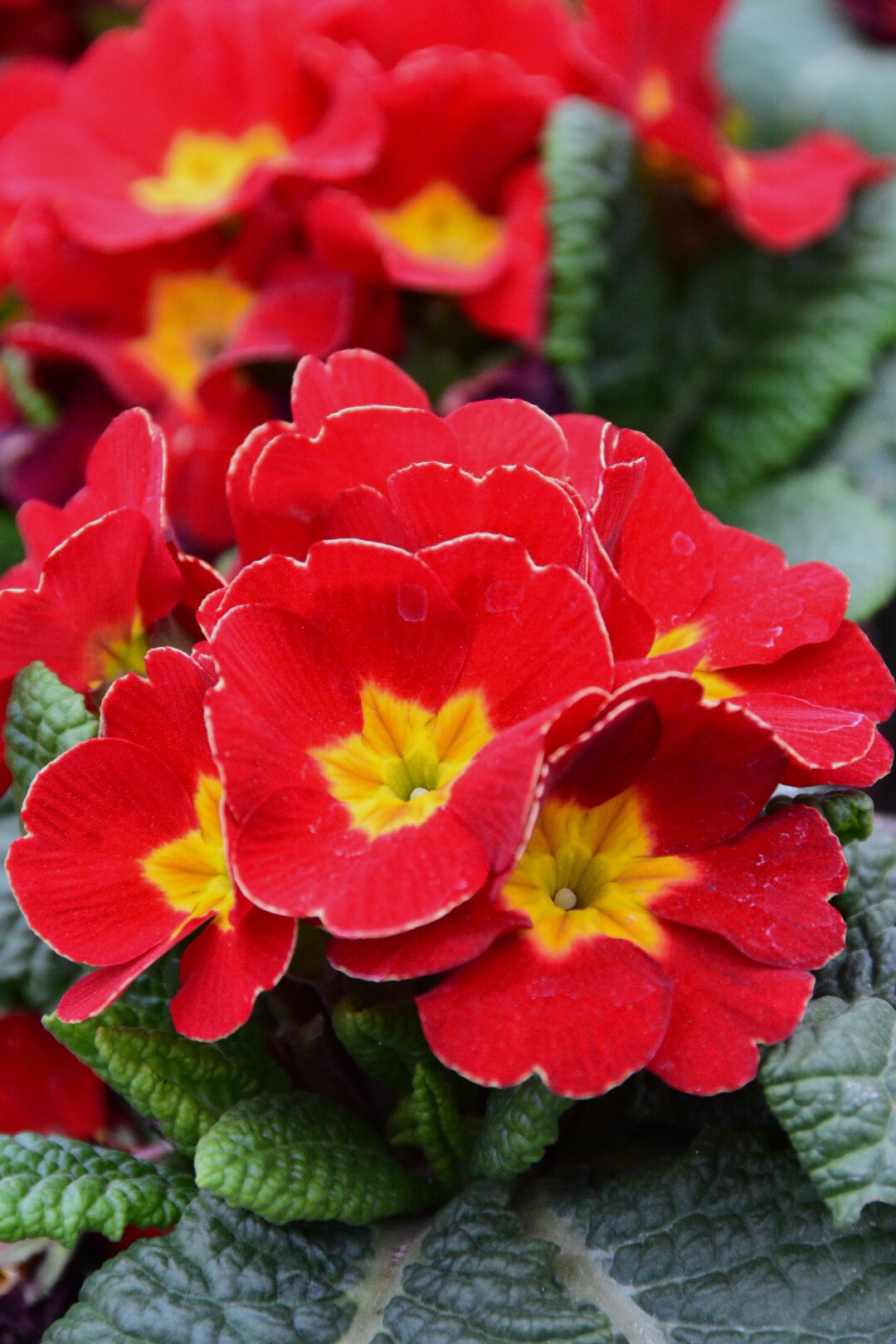 报春花开春到人间新年快乐