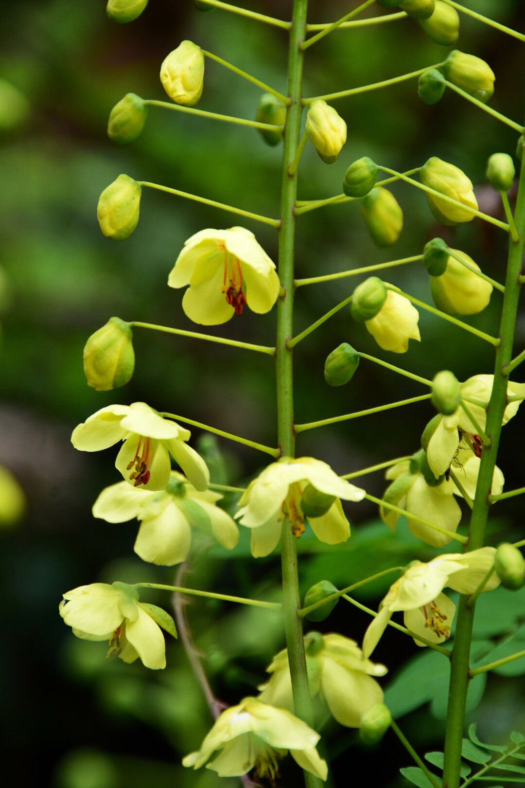 止咳祛痰,对金黄色葡萄球菌,大肠杆菌等有抑制作用的云实(原创