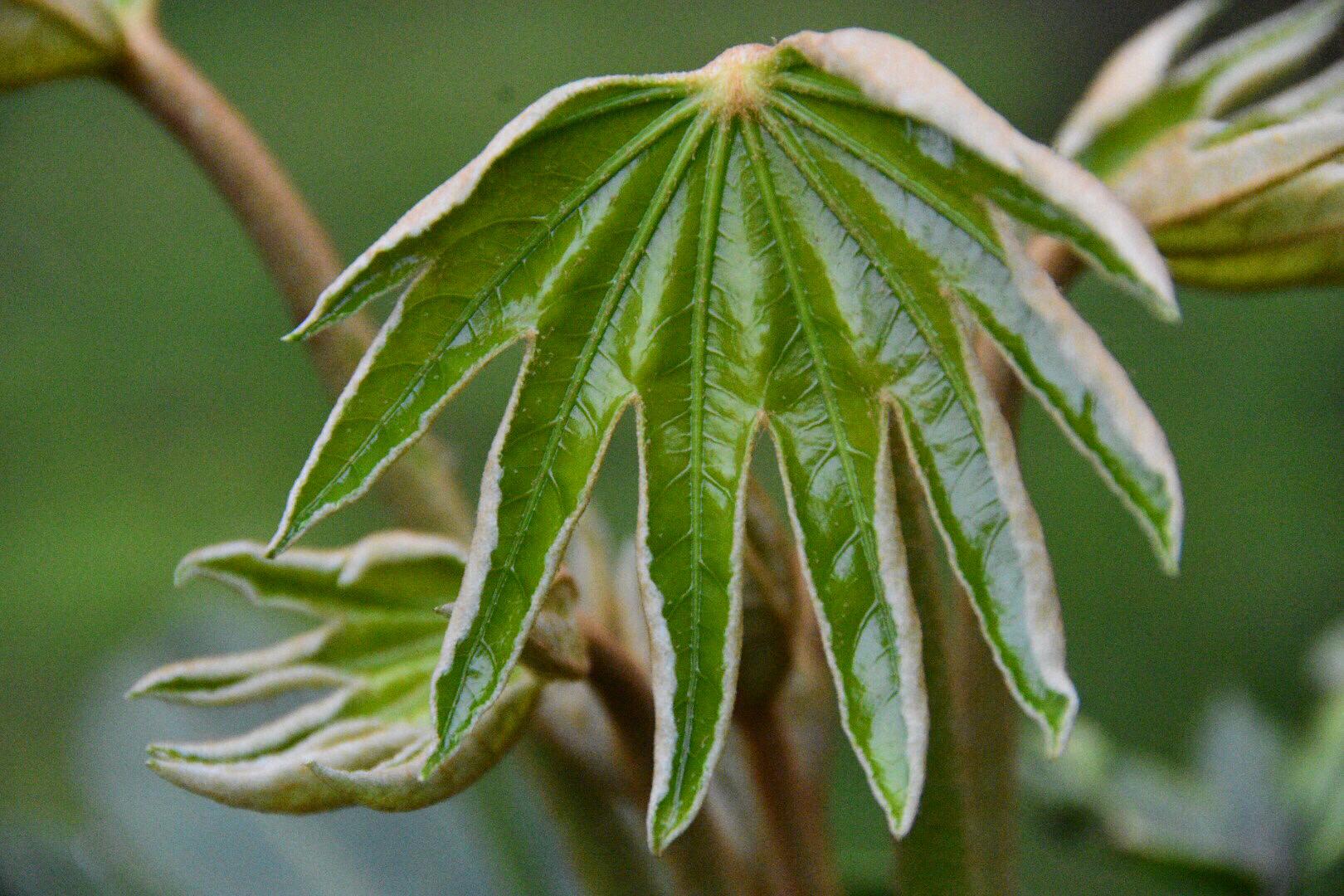 与春天的握手.春暖新叶系——八角金盘(原创)