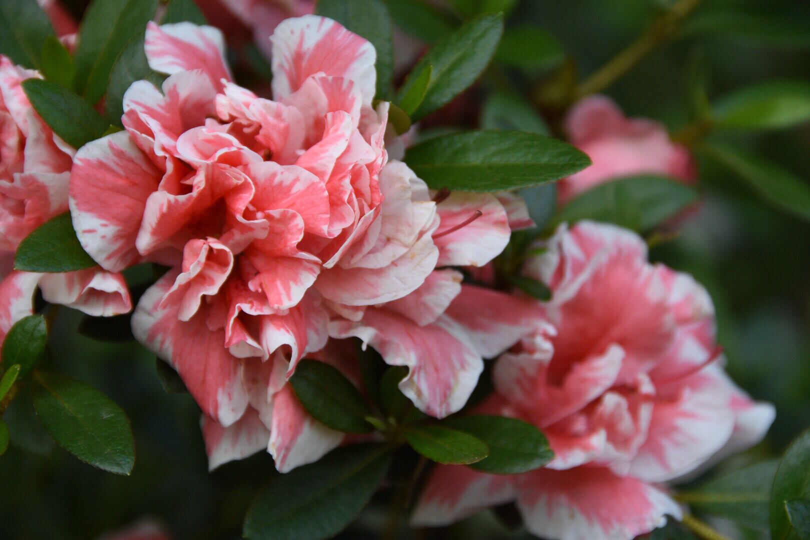 杜鹃也有几分牡丹美一种酷似牡丹的杜鹃二15图