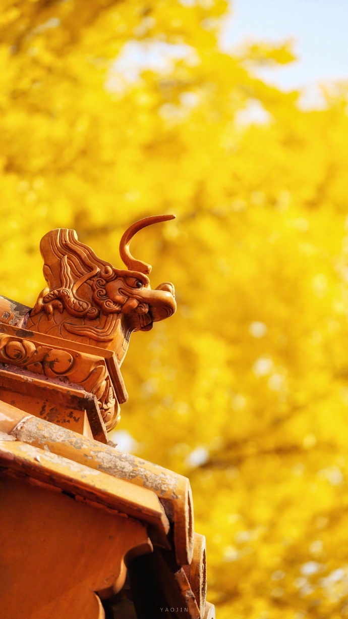 菩提黄沁紫禁城一叶秋深渐入冬