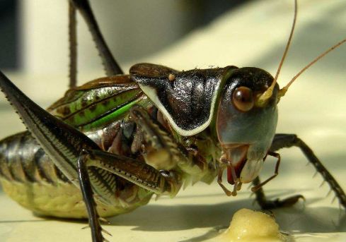 这种小虫子,好的一个能卖几百元,农村田地里有很多|蝈蝈|蚰子|虫子