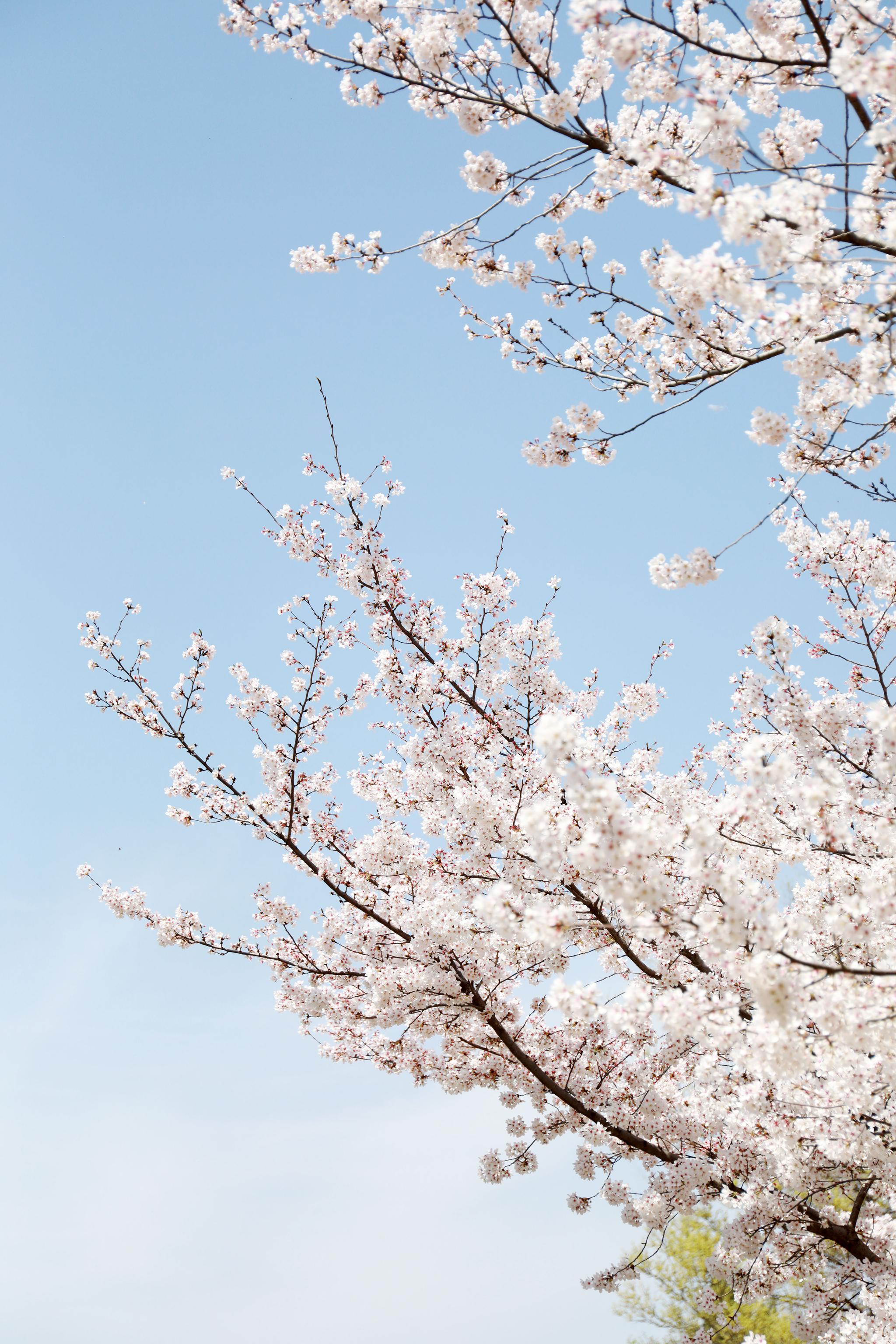 郑州近40年樱花迎春绽放如云似雪美若仙境市民沉浸粉丝海洋