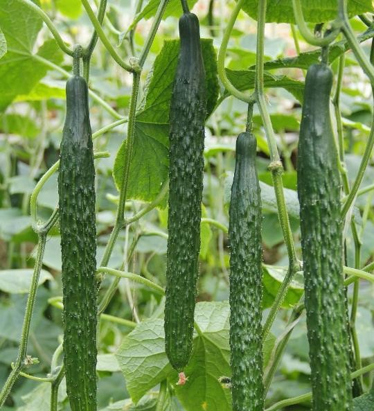 菜市场买黄瓜,直的和弯的到底该挑哪种?菜农直言挑错等于白花钱