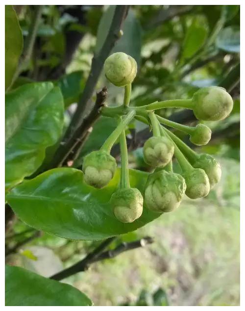 ▼山竹花.▼非常艳丽的杨桃花▼原来香蕉也是开花结果.