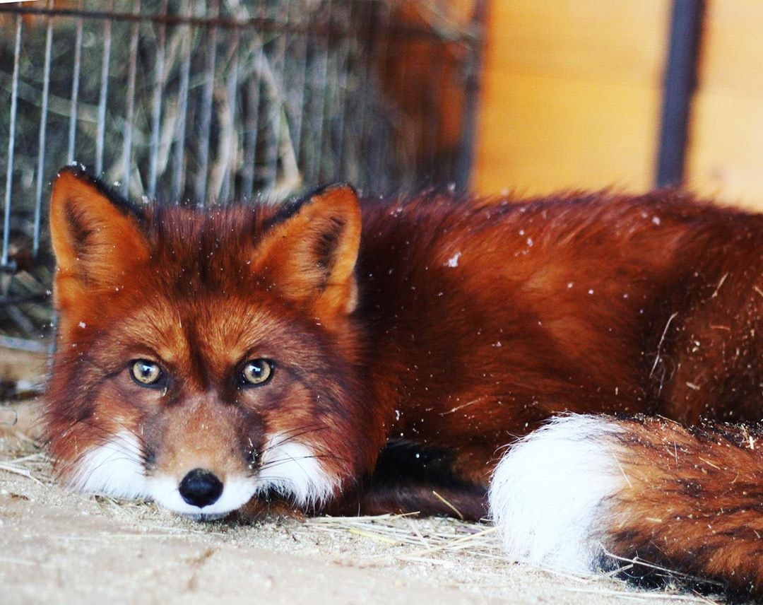 焦糖色的小狐狸,又仙又灵太招人爱啦