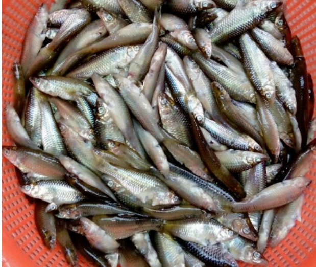 这些乡下不起眼的小河鱼现在成了高档货一斤卖到好几十块