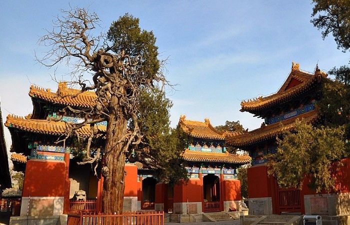 山东曲阜的孔庙,孔林,孔府,有着悠久的历史,这里简直太漂亮了