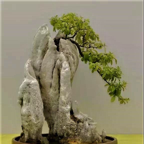 难得一见的附石盆景请欣赏|桩景|砂积石|活象_新浪新闻