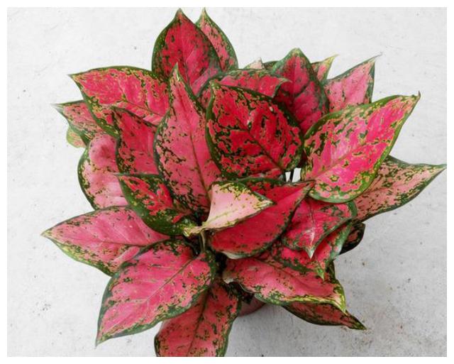 红叶万年青便宜又好看整株都像开了花