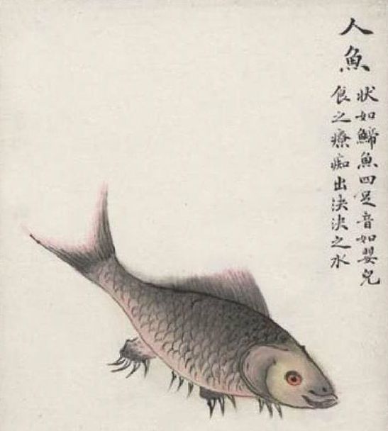 古人笔下山海经里的鱼,人鱼长的像是草鱼,越看越像是一本食谱_新浪新闻