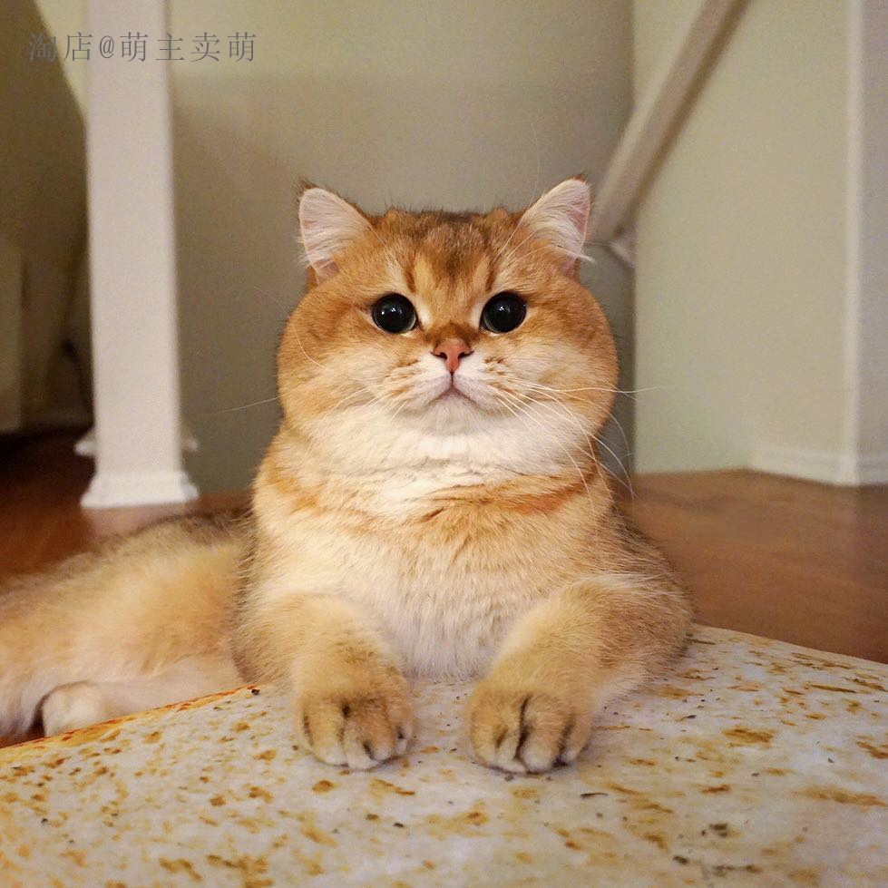 我是英国短毛猫金渐层