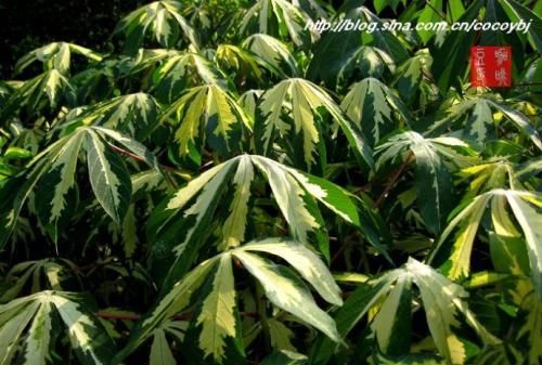 大戟科植物花叶木薯养殖方法和注意事项 花叶木薯怎么样？|木薯|花叶|大戟科_新浪新闻