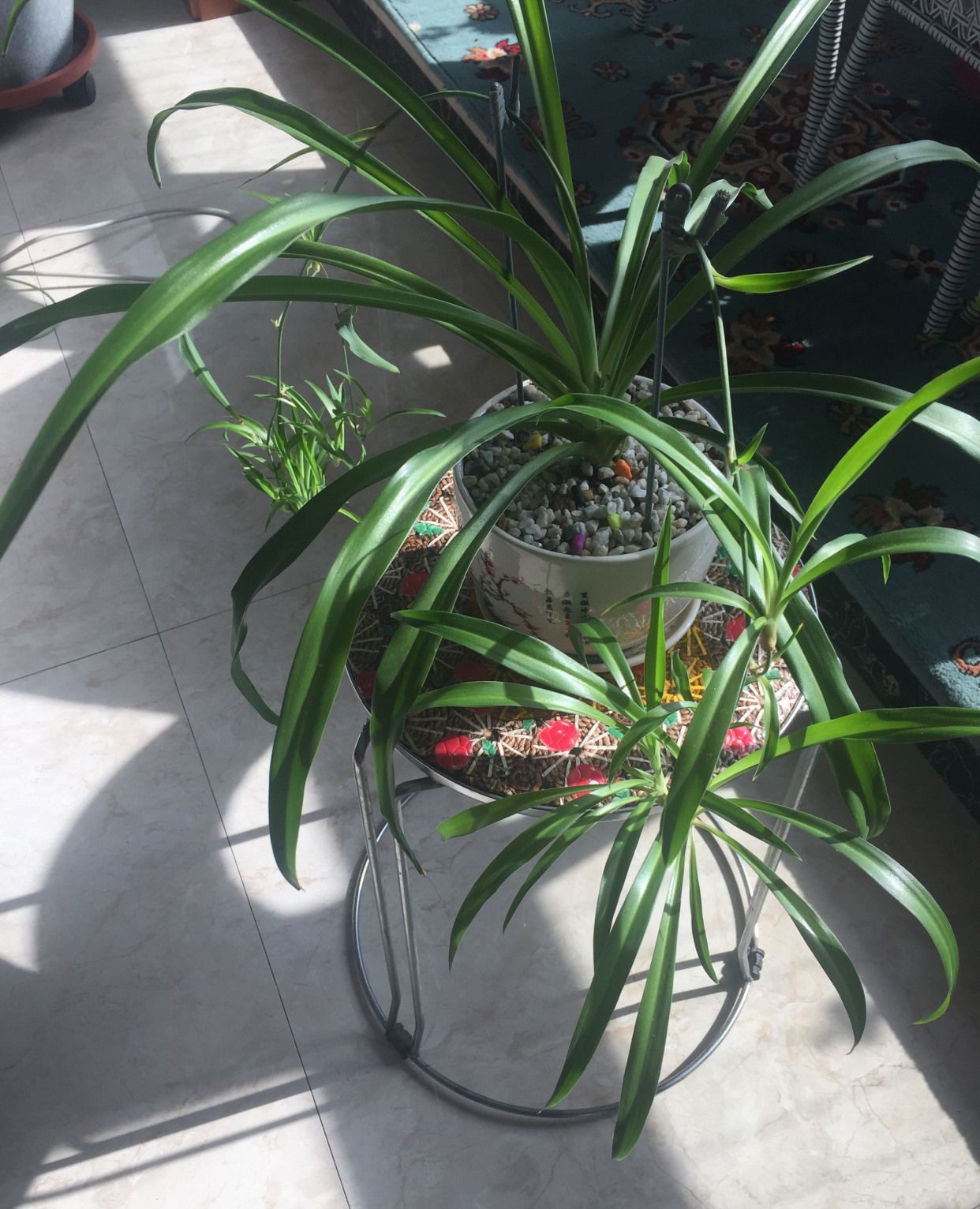 我最喜欢的一株吊兰_高清图集_新浪网