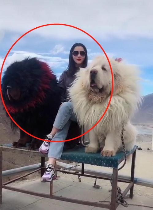 美女晒自己与藏獒的合照,却引起网友调侃,网友:这狗还带围脖?