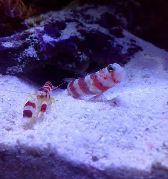 虾虎和枪虾这对好基友,枪虾负责挖洞,虾虎负责放哨.