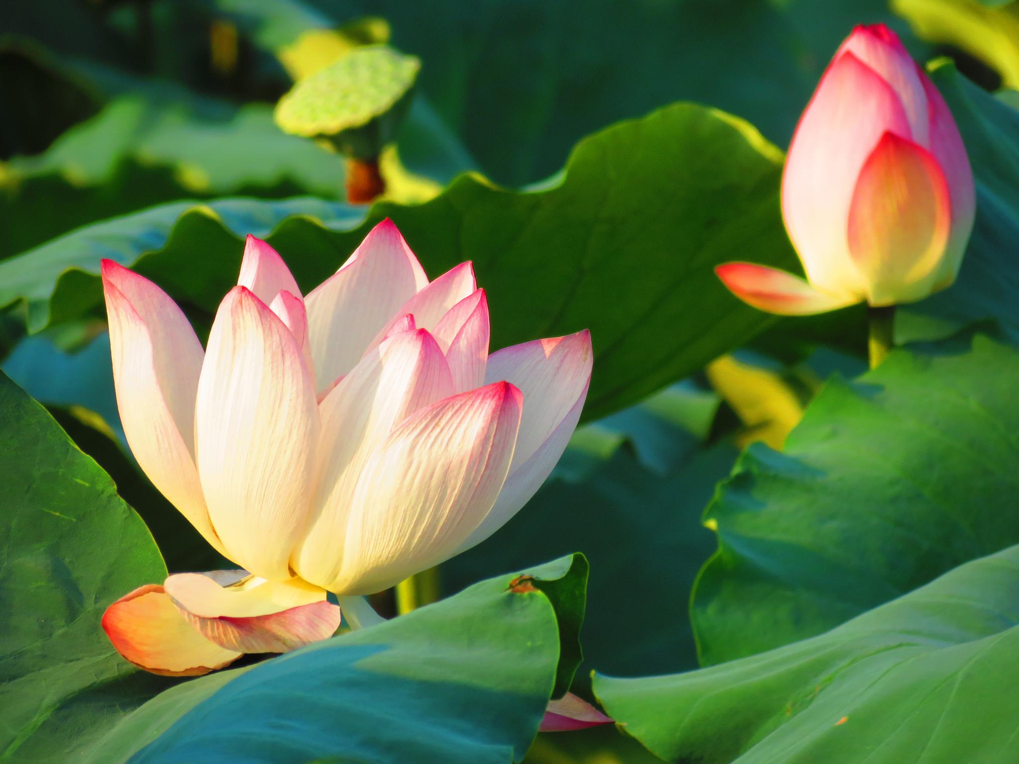 「盛夏荷花」接天莲叶无穷碧,映日荷花别样红|荷花|荷叶|爱其_新浪新