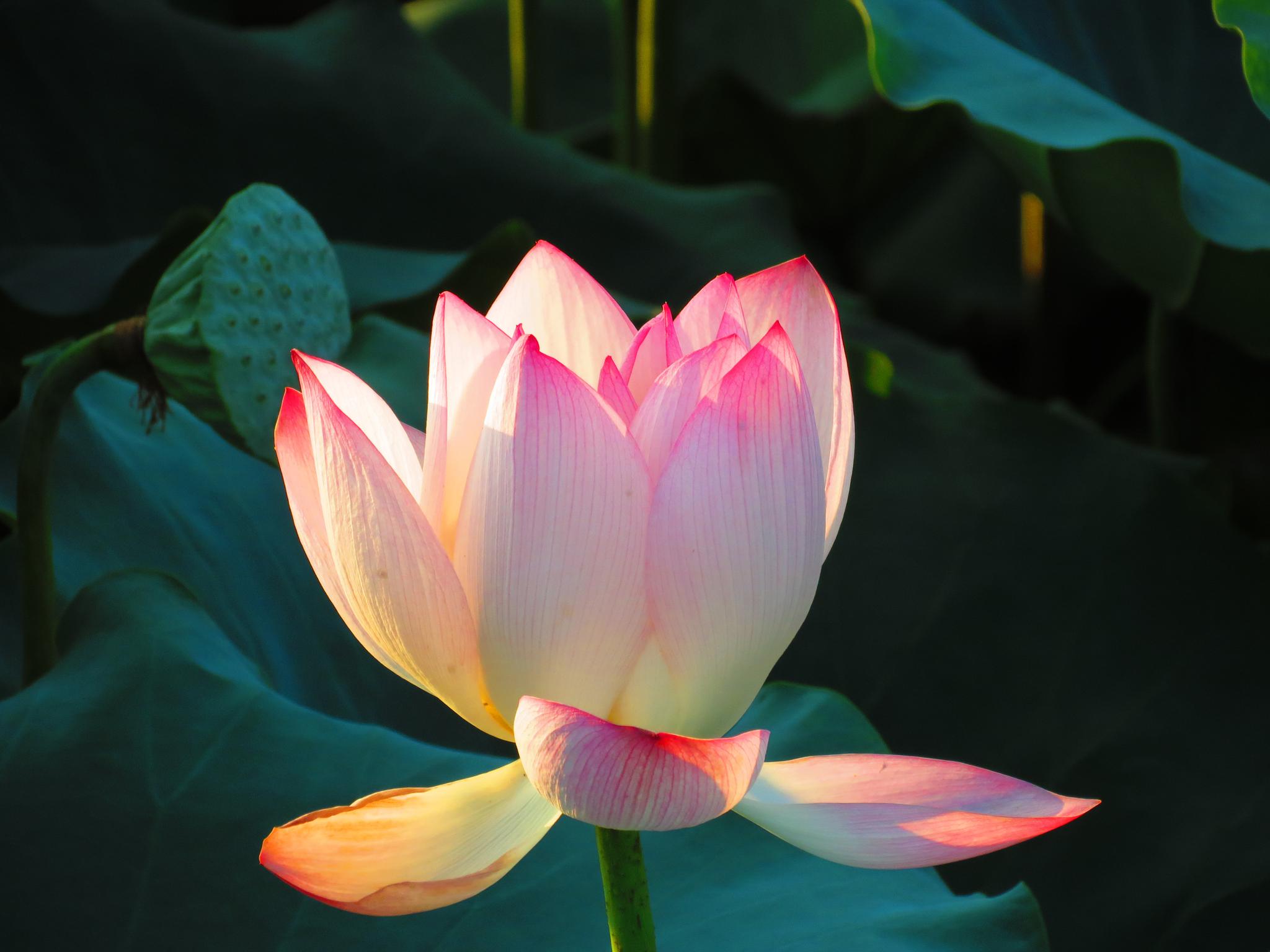 「盛夏荷花」接天莲叶无穷碧,映日荷花别样红