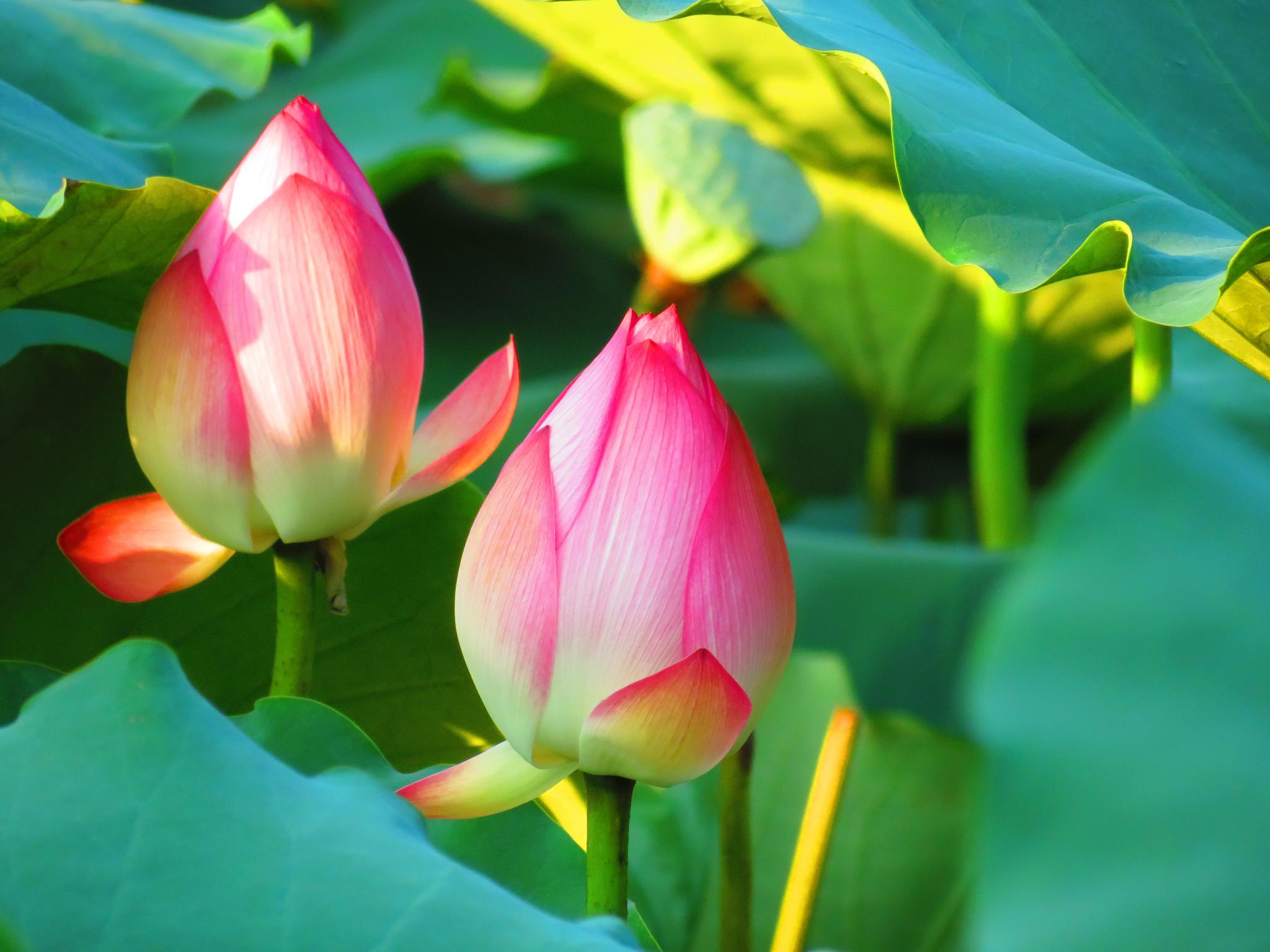 「盛夏荷花」接天莲叶无穷碧,映日荷花别样红