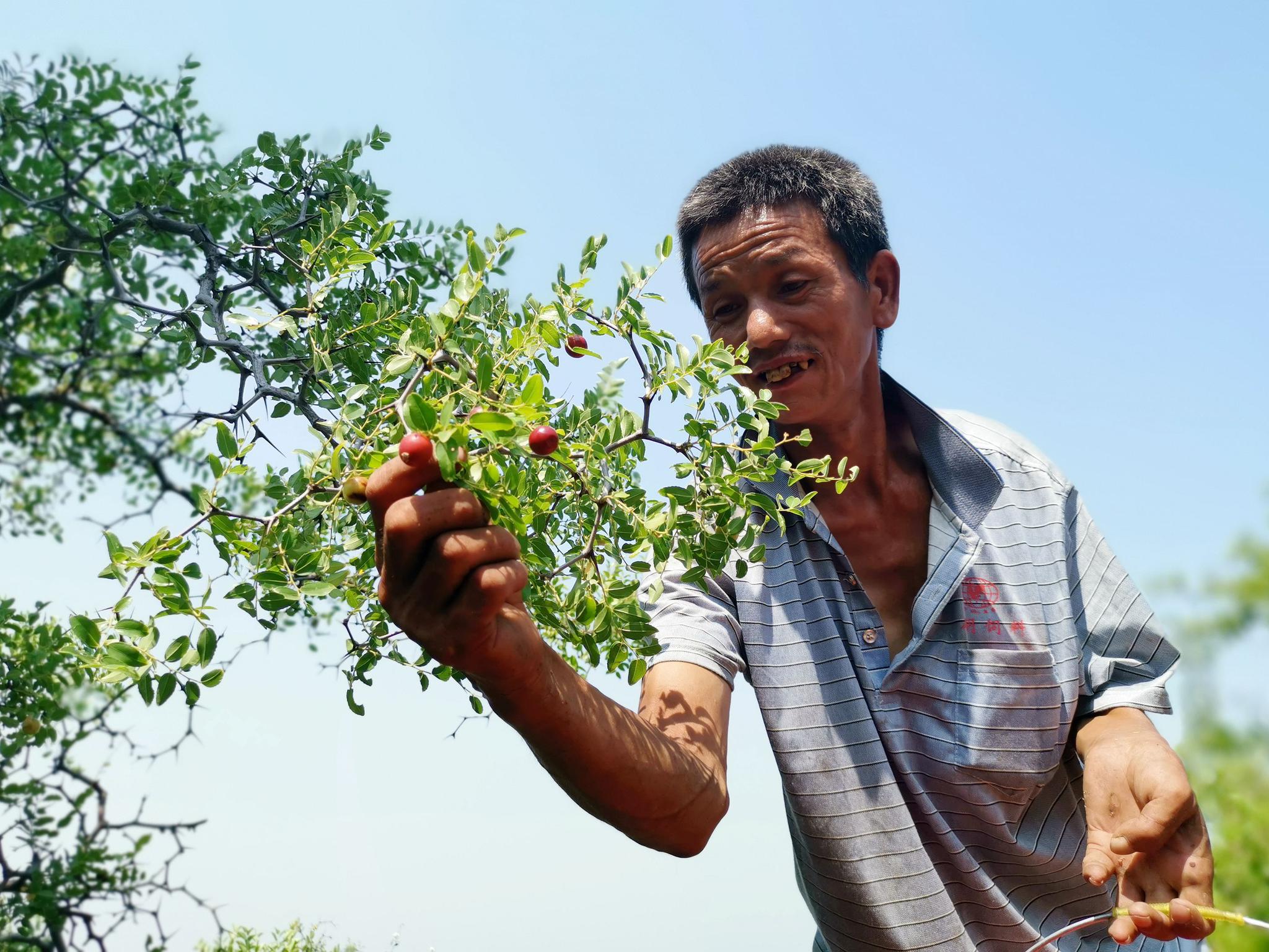 38度高温天,山西5旬农民爬山打酸枣1天赚20元,背后故事心酸