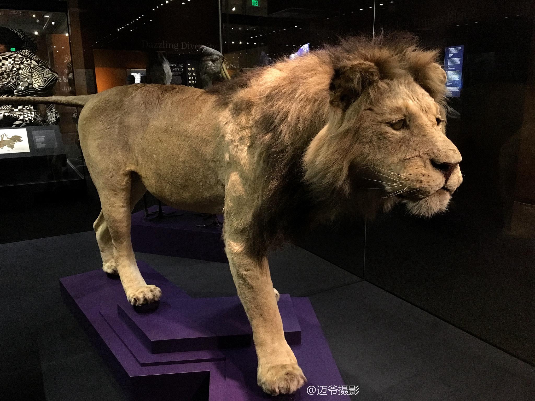 华盛顿自然历史博物馆的动物标本【手机原创摄影】