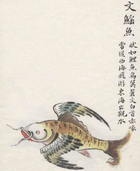 古人笔下山海经里的鱼,人鱼长的像是草鱼,越看越像是一本食谱_新浪新闻