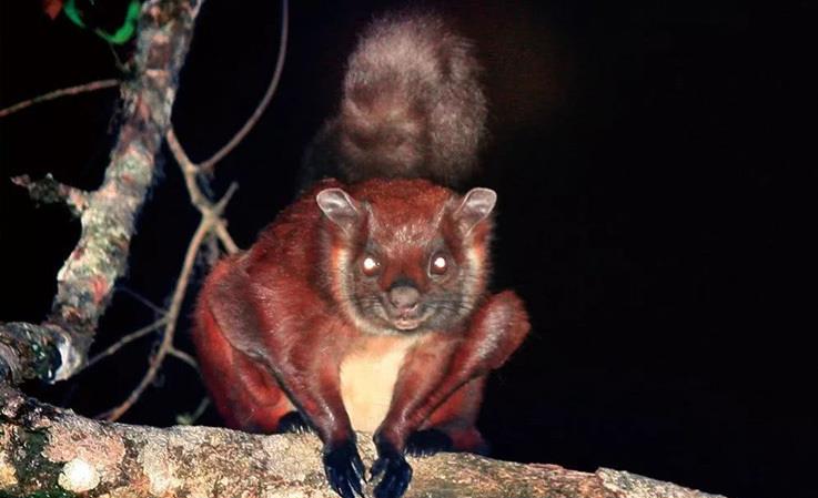 新物种云南发现珍稀神秘飞鼠此前全球仅发现过两种