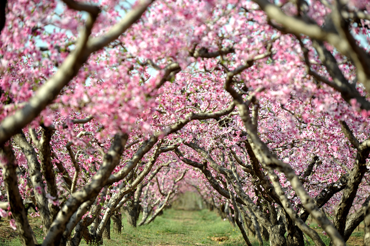 桃子树图片 开花图片