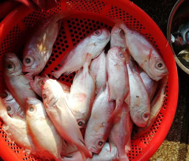 烤大眼红鱼,零技术操作,让你在家就能做出比外面烧烤还美味的鱼