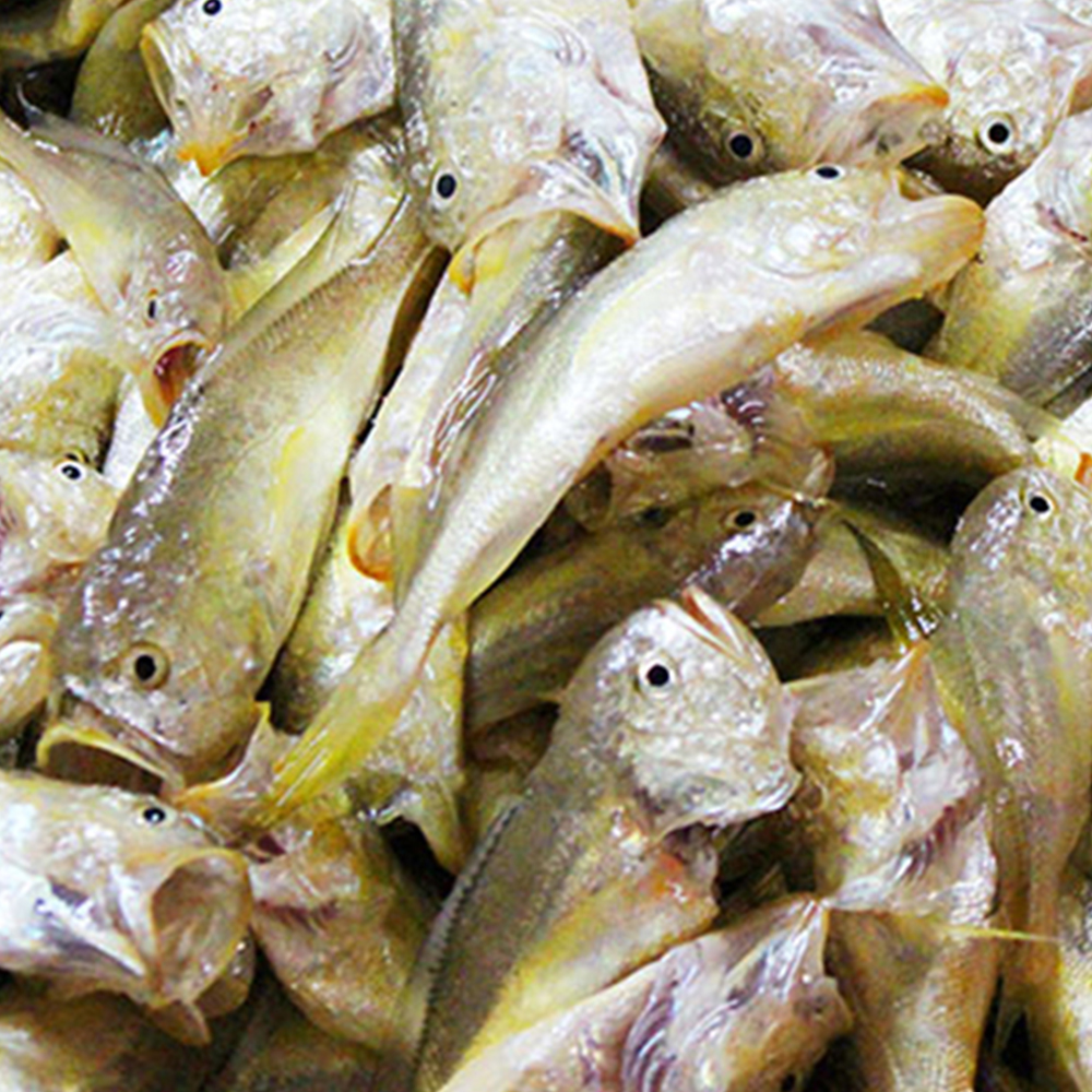 这金黄色的小鱼售价过百元,常被当成是小小黄鱼,你们那边叫啥?